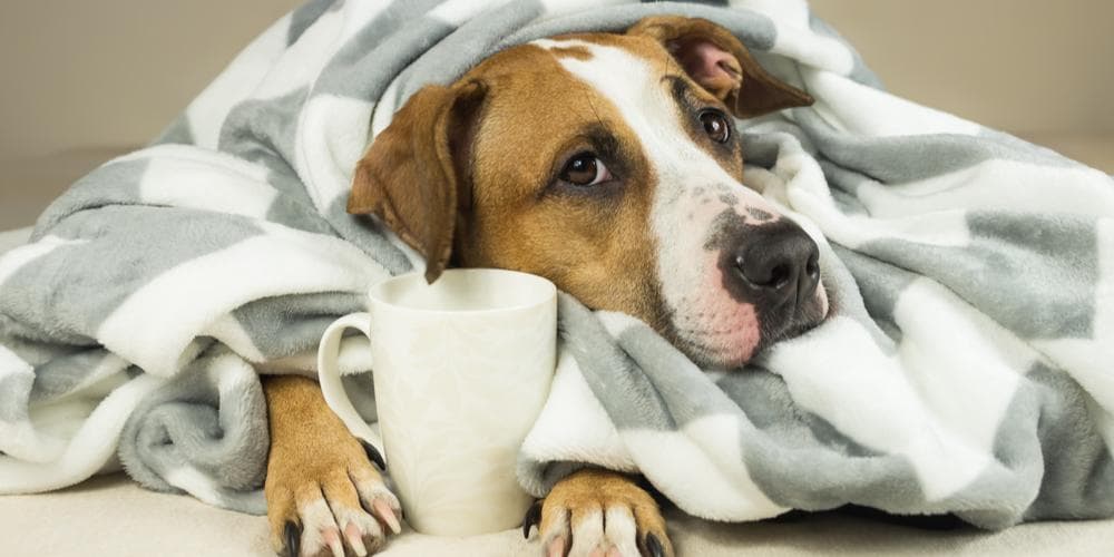 Can Dogs Get A Cold?