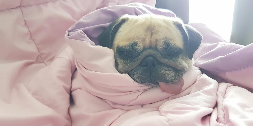 Can dogs get a cold