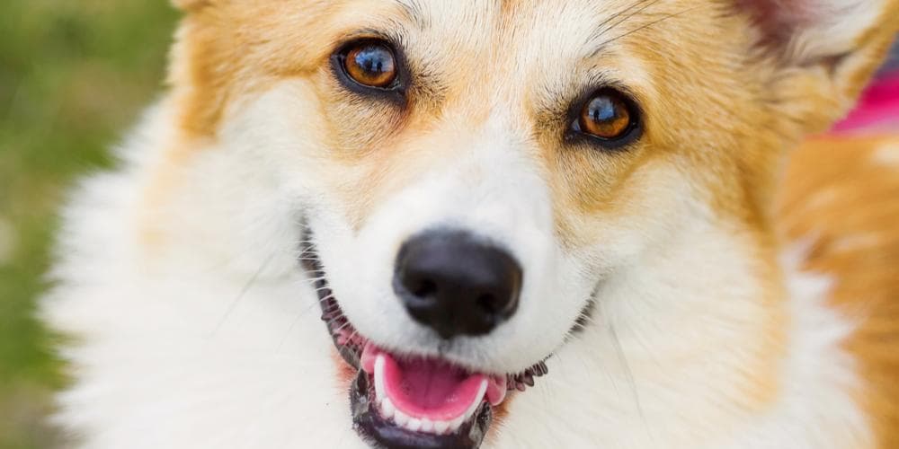 Como saber se seu cachorro está perdendo a visão