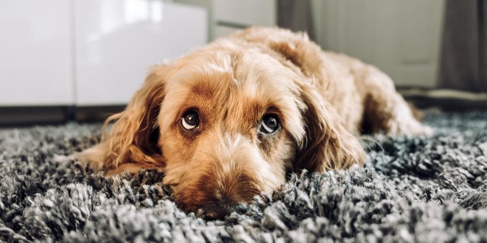 Como saber se seu cachorro está perdendo a visão