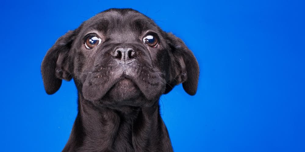 Como saber se seu cachorro está perdendo a visão