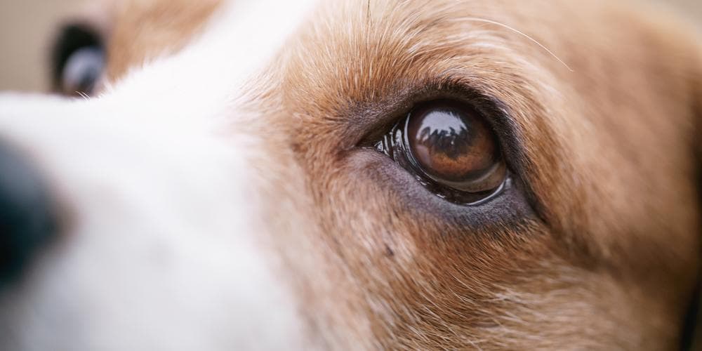 How to know if your dog is losing its vision