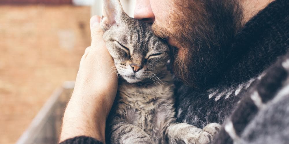 Why therapy cats are just as effective as therapy dogs