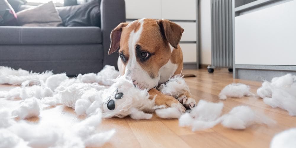 Guilty dog destroyed teddy bear