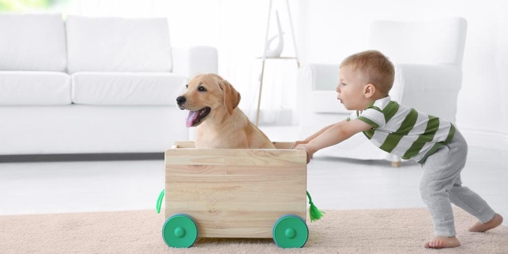 What dog breeds do better with kids?