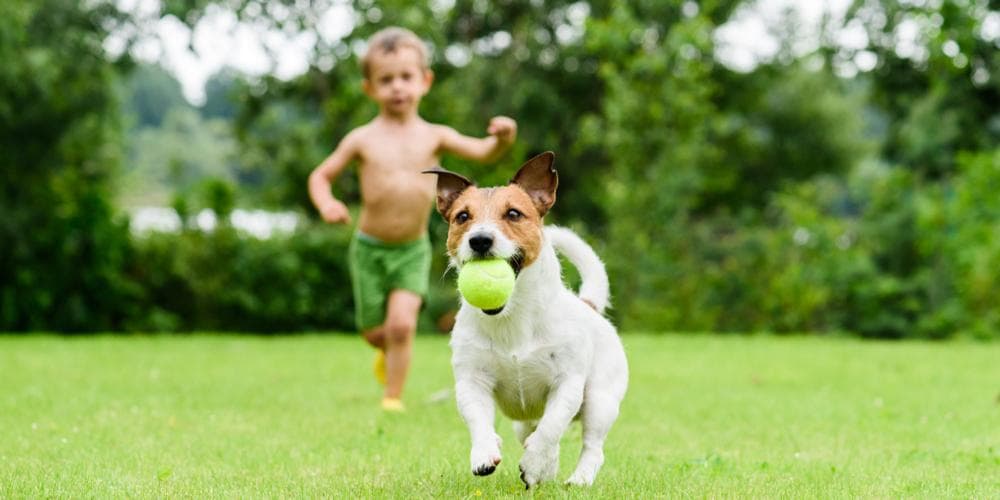 What dog breeds do better with kids?