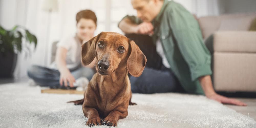 Can Dachshunds be Apartment Dogs?