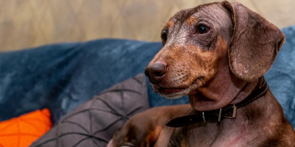 Can dachshunds be apartment dogs?