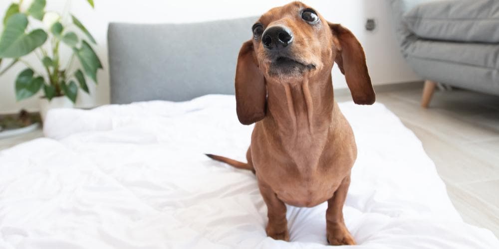 Can Dachshunds be Apartment Dogs?