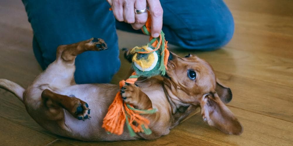 Can dachshunds be apartment dogs?