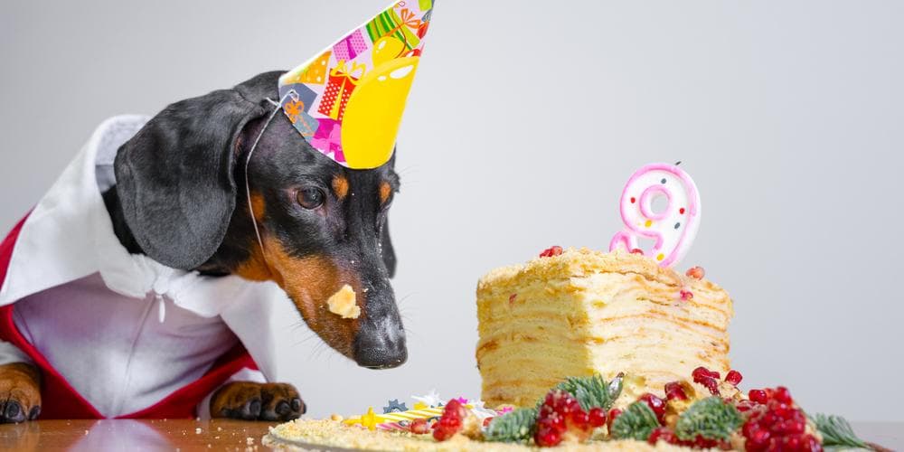 Can Dachshunds get Diabetes?