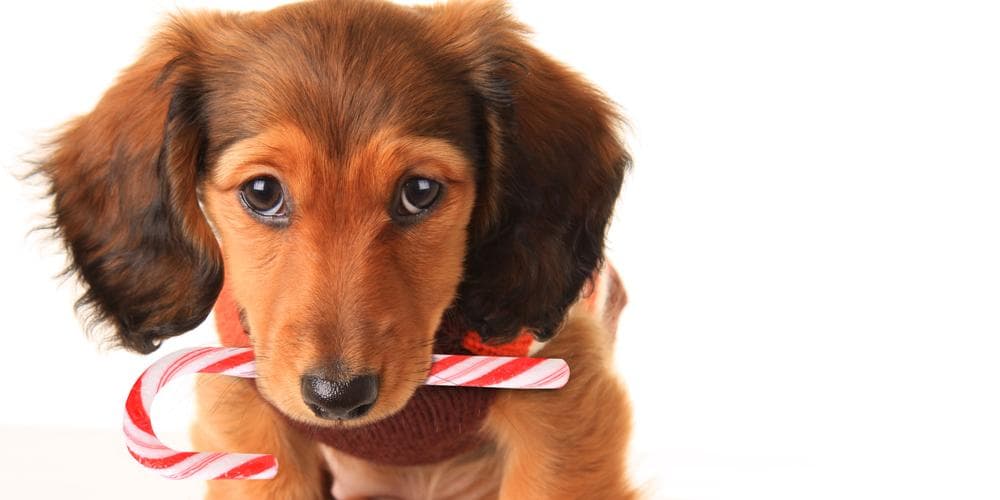 Can Dachshunds get Diabetes?