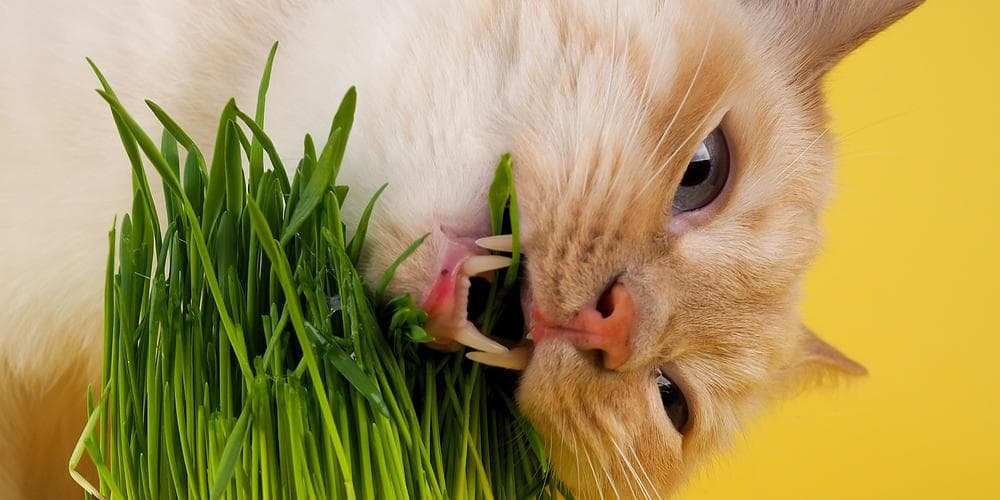 Don't like catnip? Discover the benefits of valerian for cats!