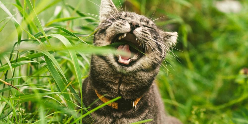 Don't like catnip? Discover the benefits of valerian for cats!