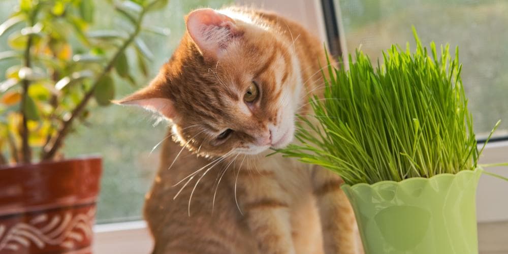 The Benefits of Catnip for Cats!