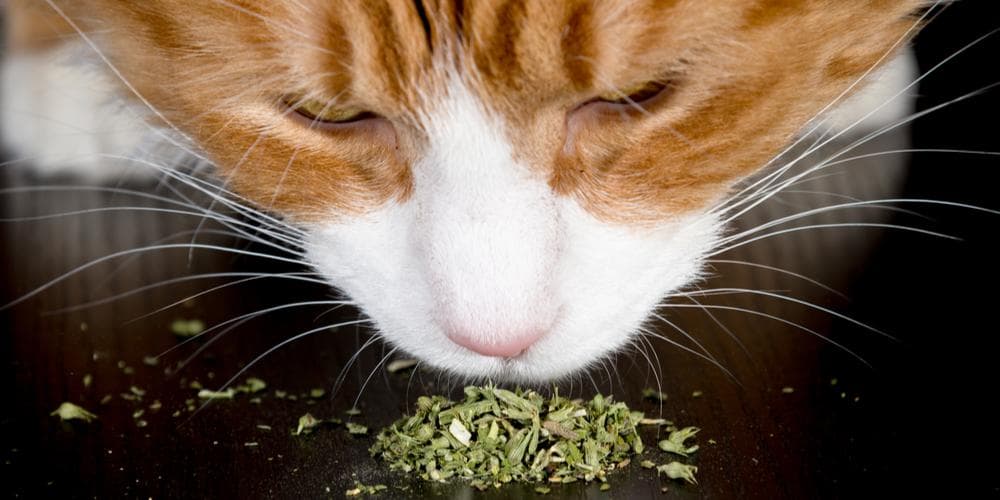 The benefits of catnip for cats!