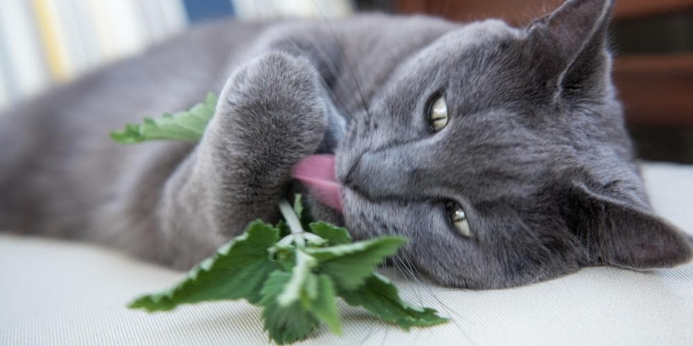 The benefits of catnip for cats!