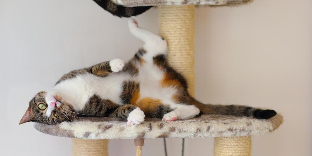 The benefits of catnip for cats!