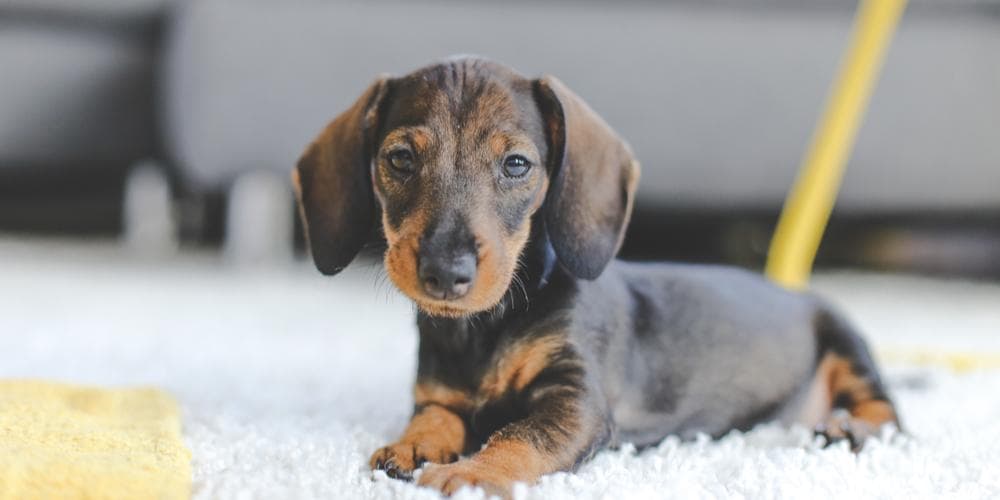 Achoo! 3 signs your dachshund has allergies!