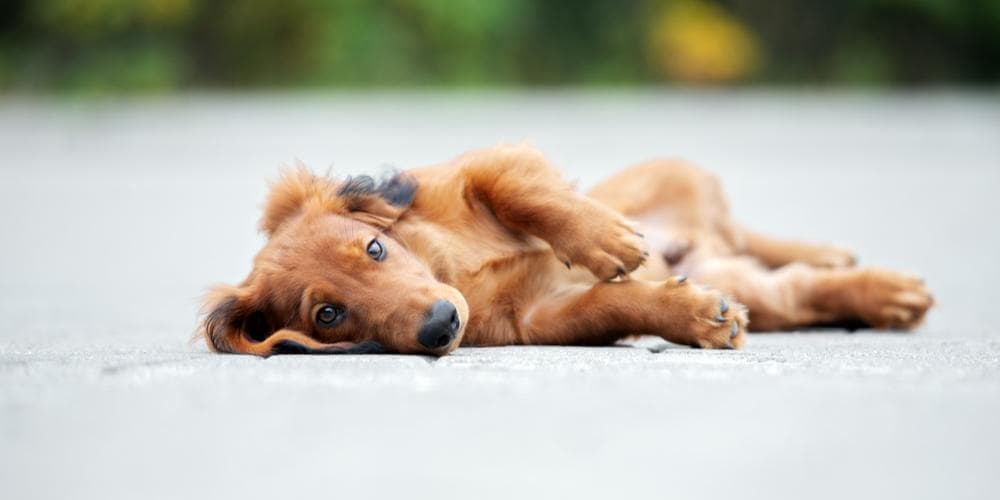 Achoo! 3 Signs Your Dachshund Has Allergies!