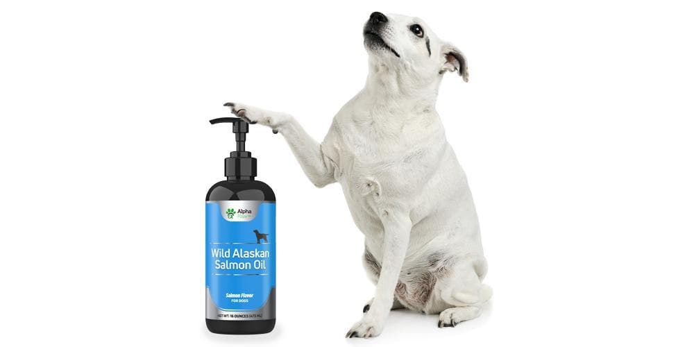 Tips for a shinier and healthier fur that will make every other dog go wow!