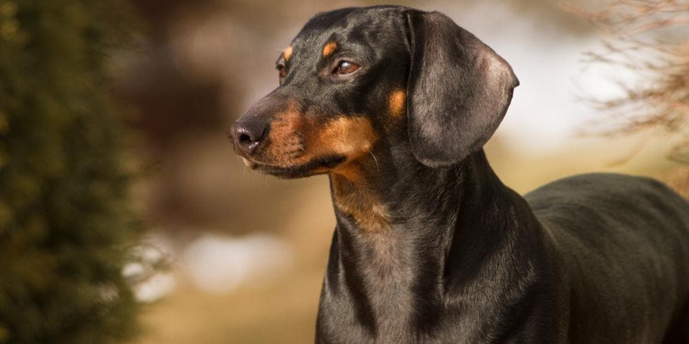 3 tips for shinier and healthier dachshund fur!