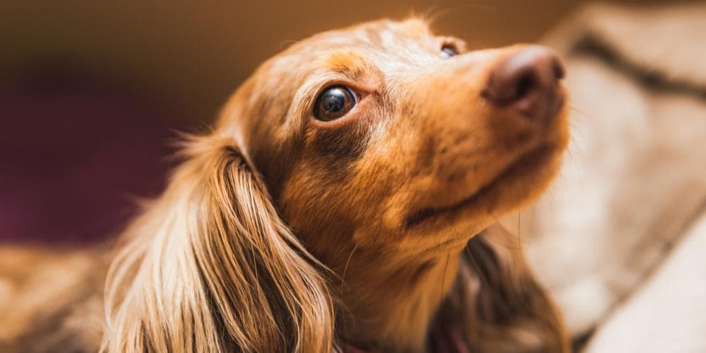 3 tips for shinier and healthier dachshund fur!