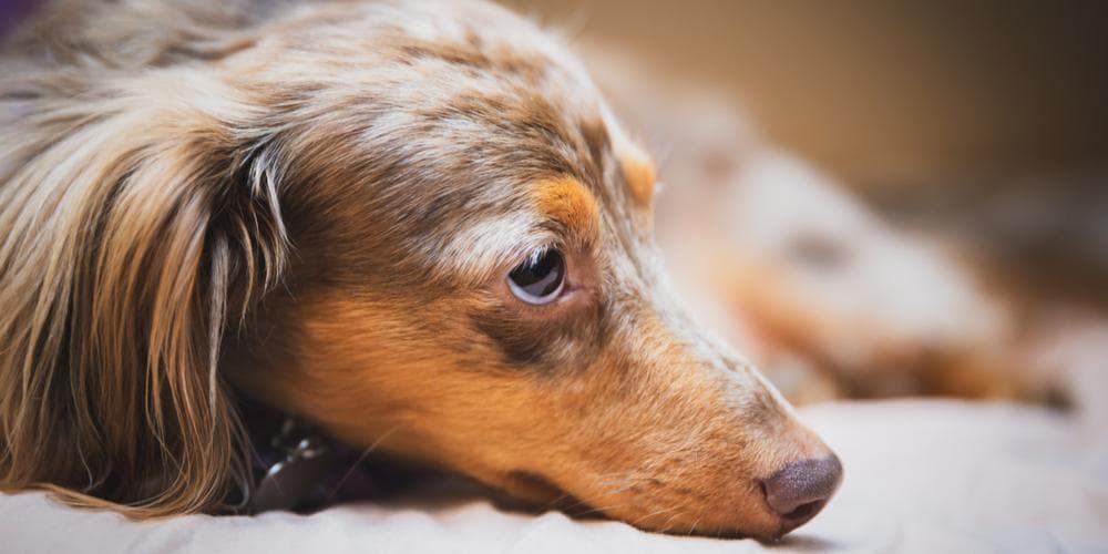 3 tips for shinier and healthier dachshund fur!