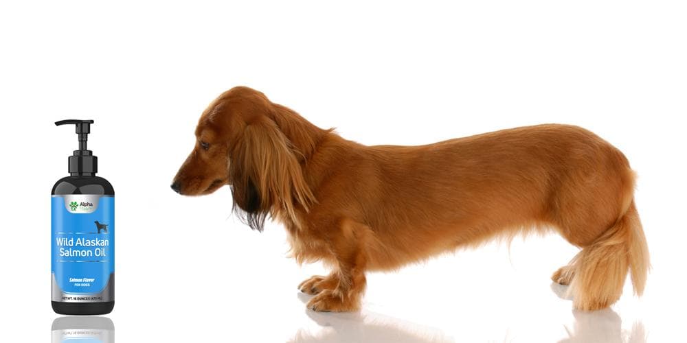 3 Tips for Shinier and Healthier Dachshund Fur!