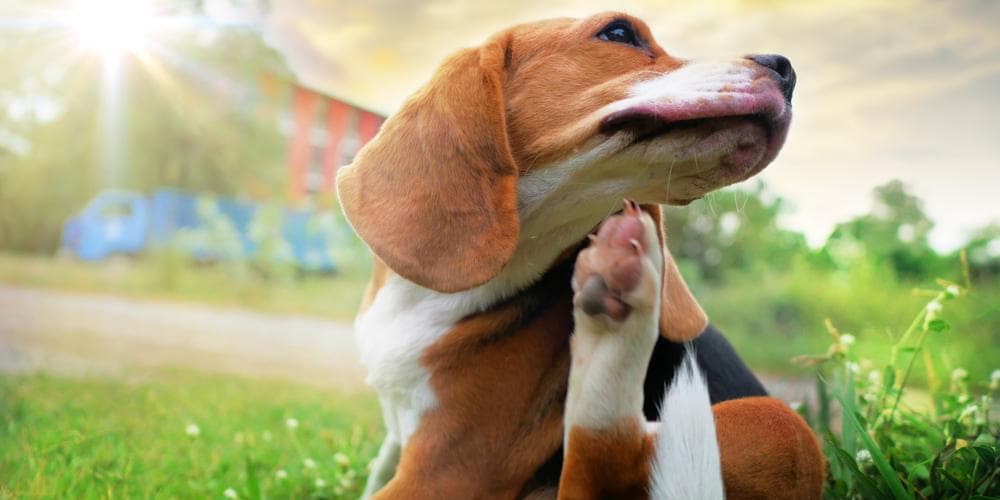 Achoo! 3 signs your dog has allergies!