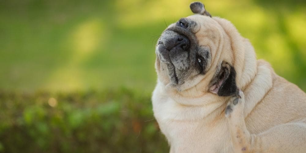 Achoo! 3 signs your dog has allergies!