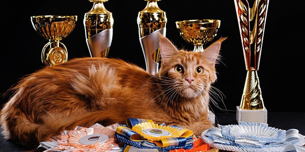 Cats that made it into the guinness world