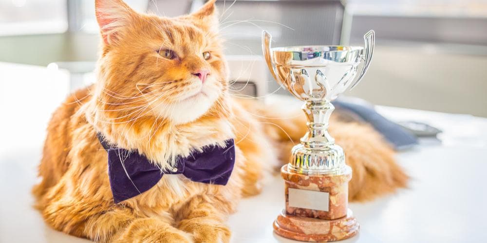 Cats that made it into the guinness world