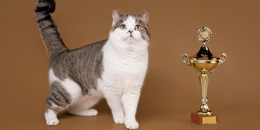 Cats that made it into the guinness world