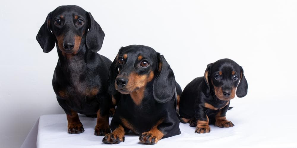 Dachshund pregnancy: Anything I should know?