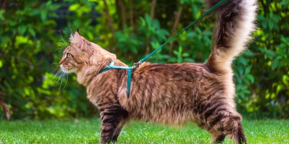 How To Leash Train Your Cat?