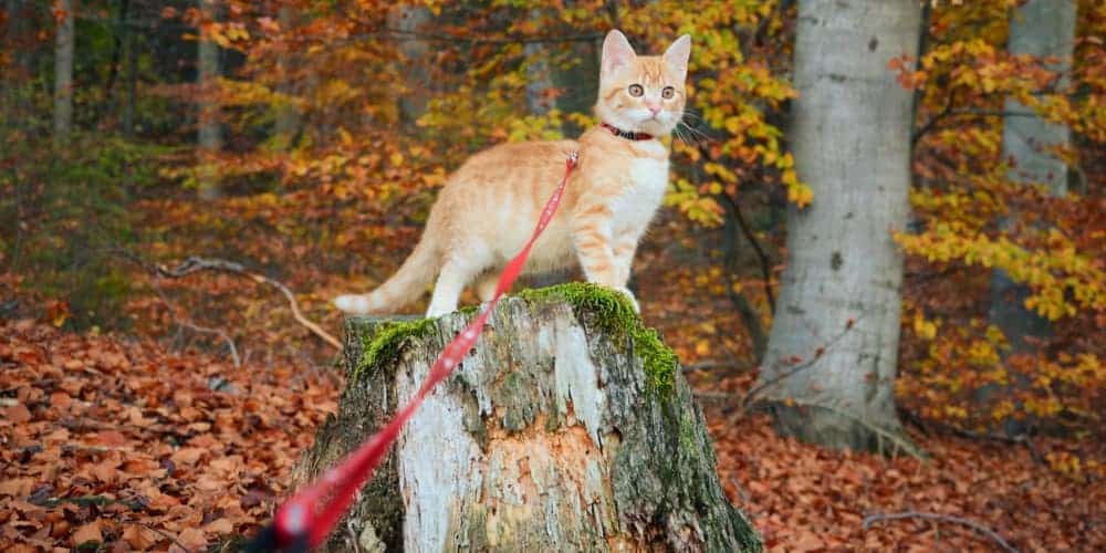 How To Leash Train Your Cat?