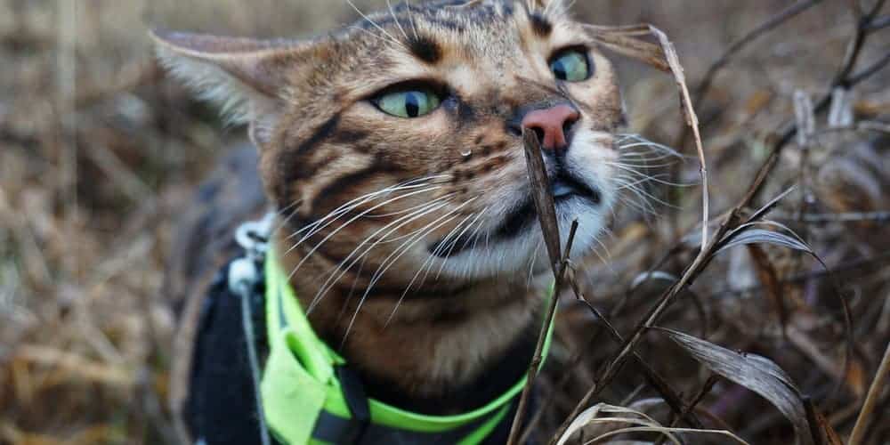 How To Leash Train Your Cat?