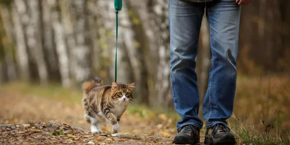 How to leash train your cat?