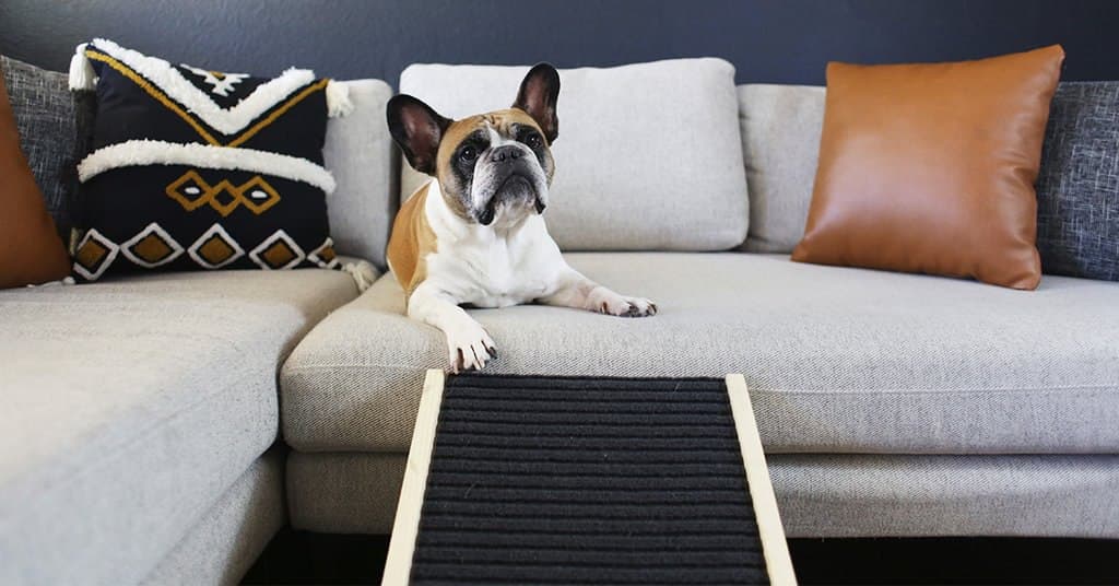 Why does your dog need a dog ramp?