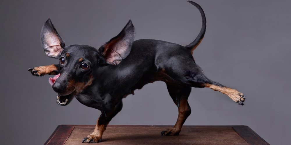 What do doxies use their tails for?