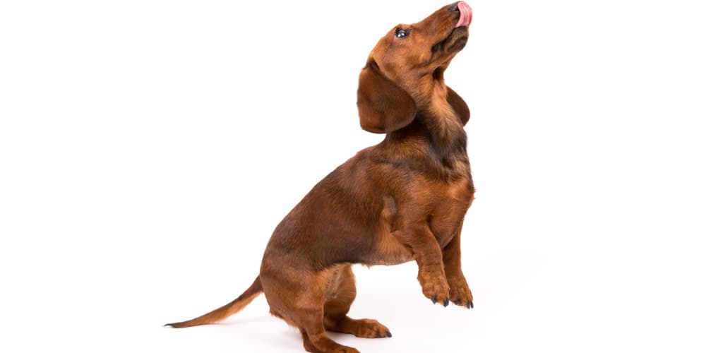 What do doxies use their tails for?