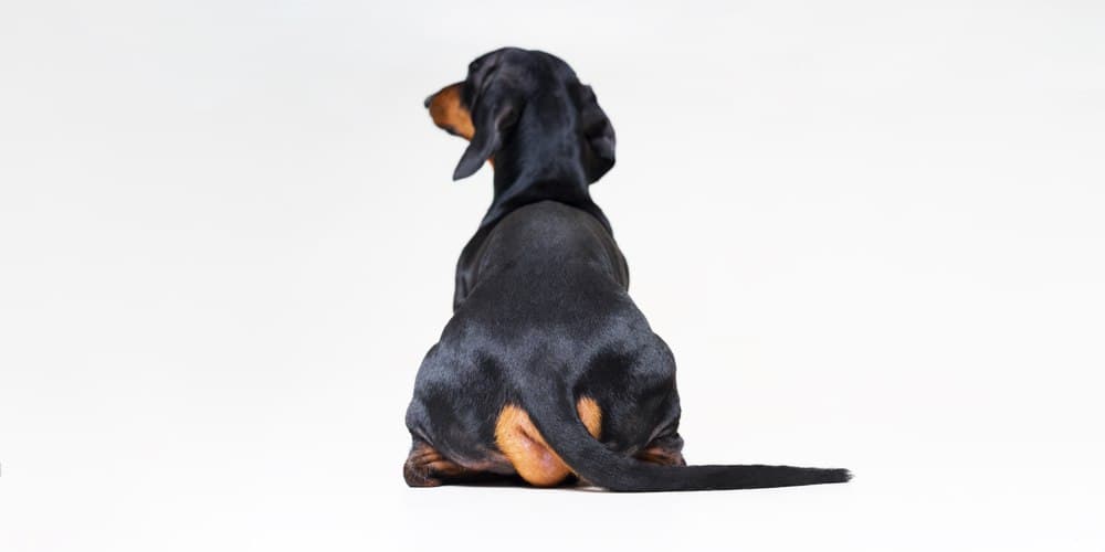 What do doxies use their tails for?