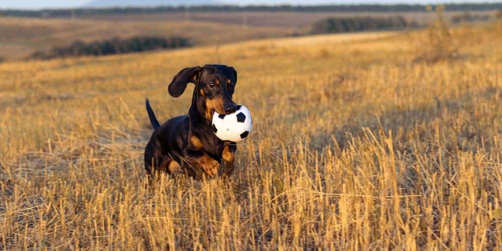 What dachshunds help humans live longer?!