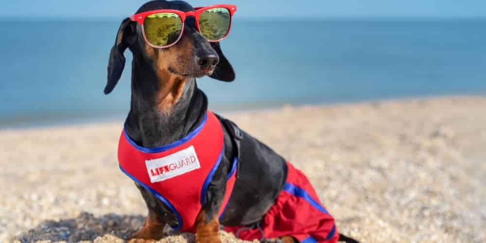 What dachshunds help humans live longer?!