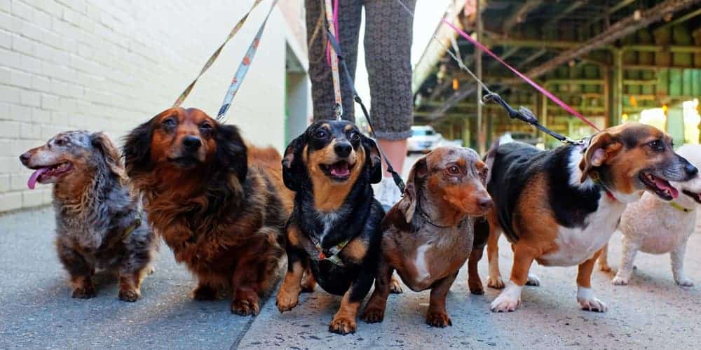 What dachshunds help humans live longer?!