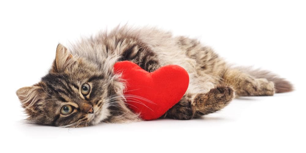 How to love your cat even more
