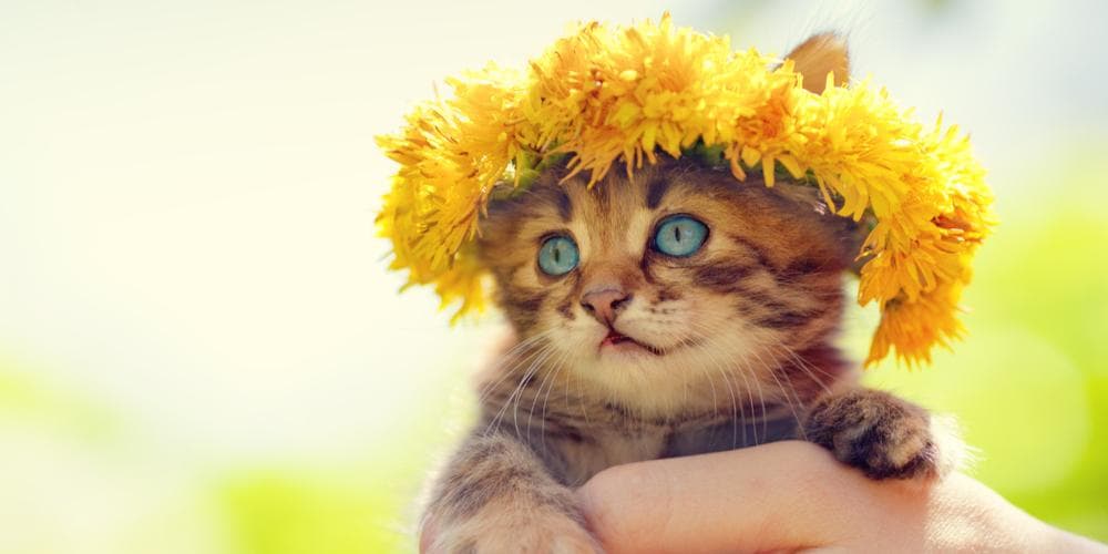 The benefits of Dandelion Leaf for Cats