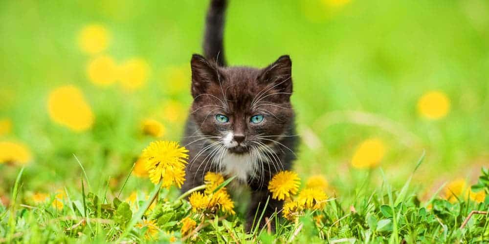 The benefits of dandelion leaf for cats