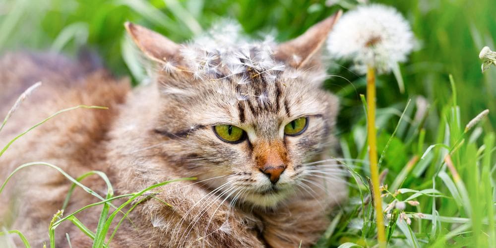 The benefits of dandelion leaf for cats